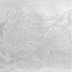 Banksia (pencil drawing)